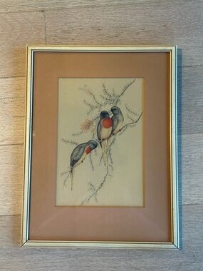 Vintage bird print of 19th-century English ornithologist/artist John Gould.